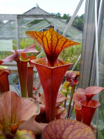 S. flava var. atropurpurea -- all red S. flava var. atropurpurea -- all red