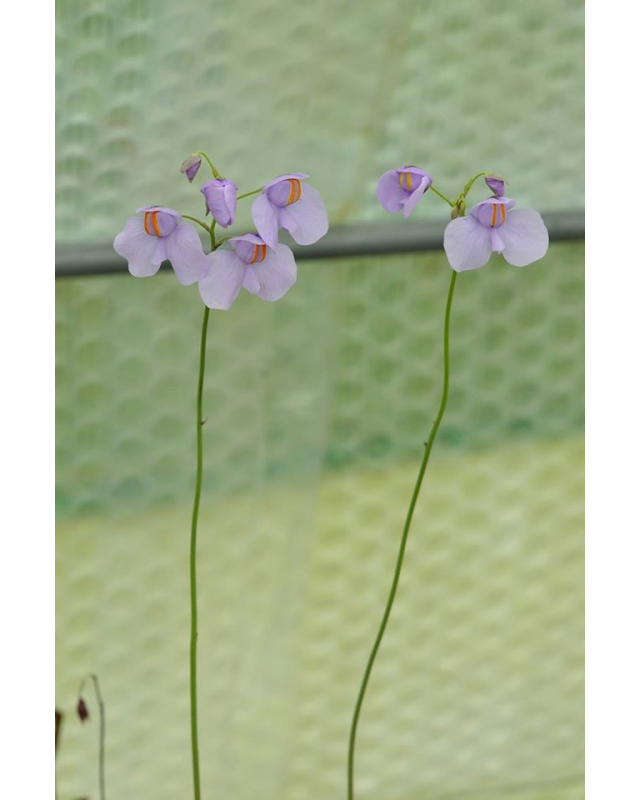 Utricularia reniformis 'Big sister' 