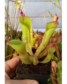 Heliamphora Huberi