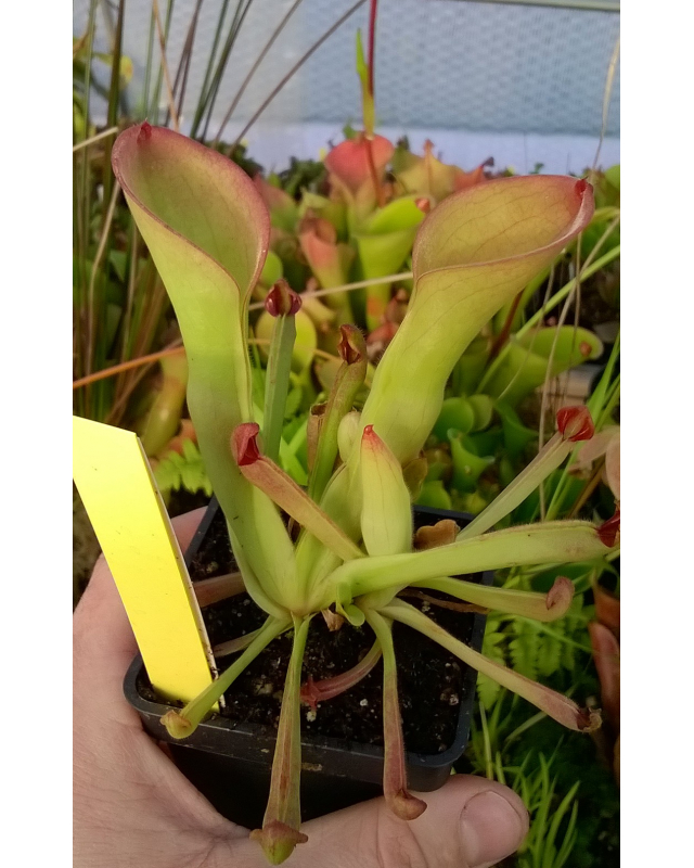 Heliamphora exappendiculata (Apacapa Tepui) Heliamphora exappendiculata (Apacapa Tepui)