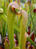 S. minor, Francis Marion National Forest, Berkeley Count
