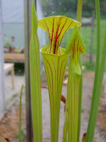 S. flava var. ornata -- Prince George Co. VA. (W) Phil Sheridan, (F156 MK)