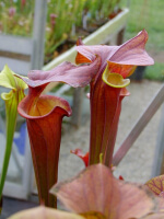 S. flava var. atropurpurea -- Cooks Bayou,W, (cl1,SM)(F134,MK)