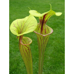 Sarracenia flava var. ornata-var. ornata
