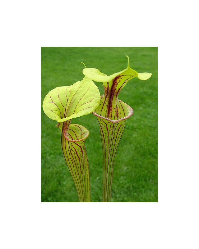 S. flava var. ornata -- Allanton, Bay Co., Fla. ,(WS) F164A-var. ornata