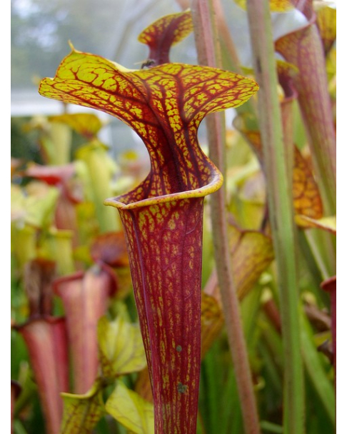 S. flava var. ornata -- Apalachicola National Forest, FL. W,(AH), (F28 MK)