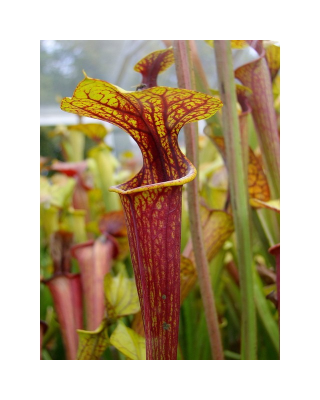 S. flava var. ornata -- Apalachicola National Forest, FL. W,(AH), (F28 MK)