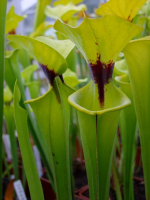 S. flava var. rugelii -- Marston Exotics 1993, (F129 MK)