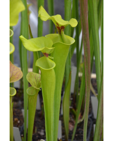 S. flava var. rugelii -- var. rugelii.. Plant bought from Marston Exotics in 1992 (F128 MK)