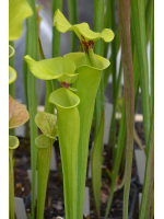 S. flava var. rugelii -- var. rugelii.. Plant bought from Marston Exotics in 1992 (F128 MK)
