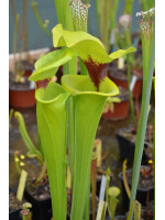 S. flava var. rugelii 