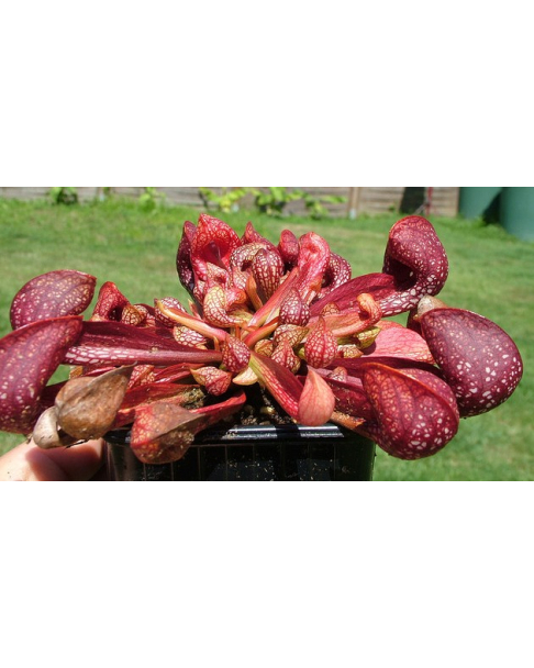 Sarracenia psittacina