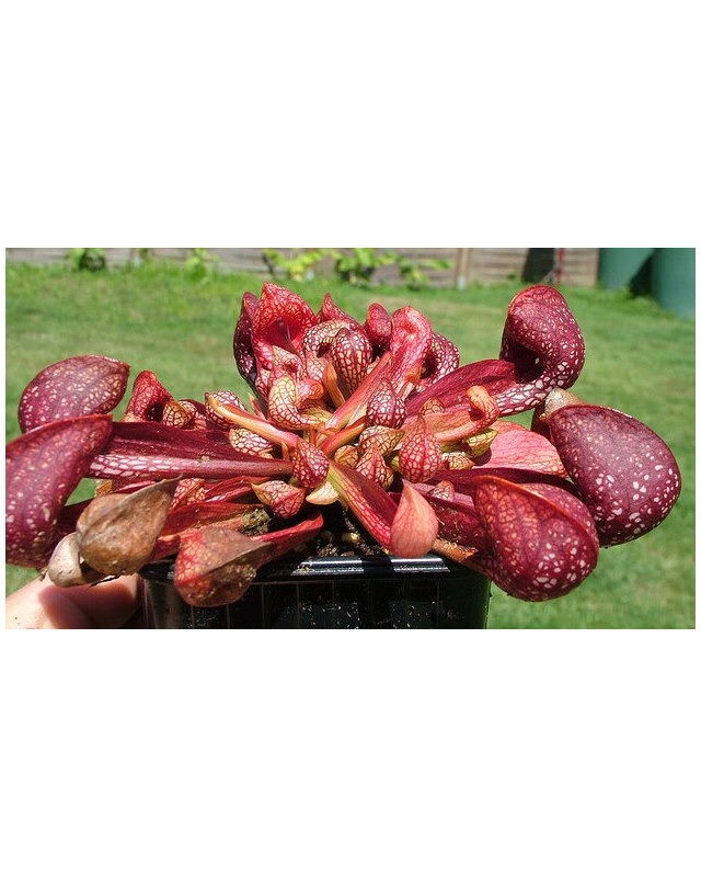 Sarracenia psittacina Sarracenia psittacina