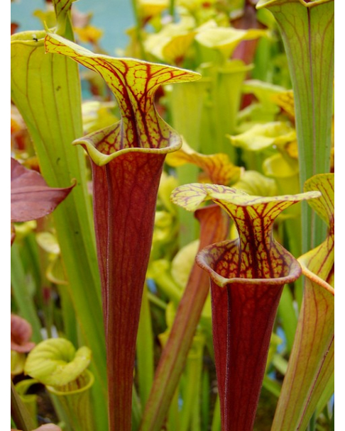 S. flava var. rubricorpora -- 'Claret'. Plant obtained directly from Marston Exotics by Ray Cole in 1987, (F25B)