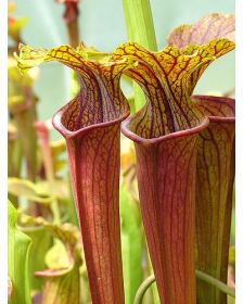 S. flava var. rubricorpora x S.alata -- Red Tube