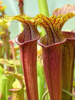 S. flava var. rubricorpora x S.alata -- Red Tube