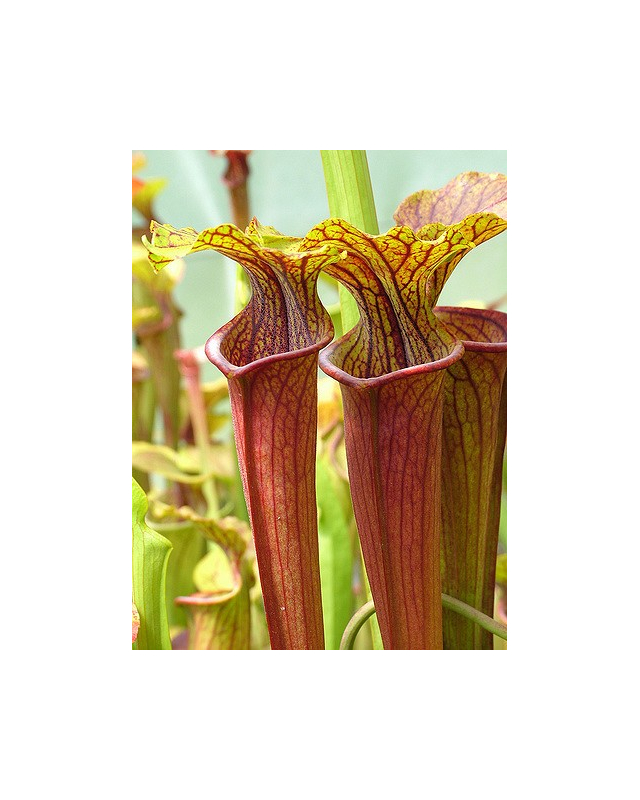 S. flava var. rubricorpora x S.alata -- Red Tube