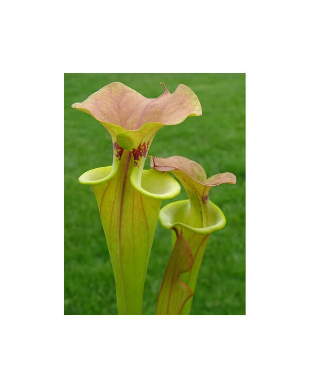 S. flava var. cuprea