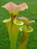 S. flava var. cuprea