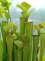 S. oreophila -- Uk.Southeast London/Kent, (O1,Bauer) 