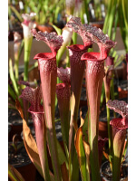 S.x Moorei -- Wilkerson's white knight  x S.x Moorei -- Wilkerson's red