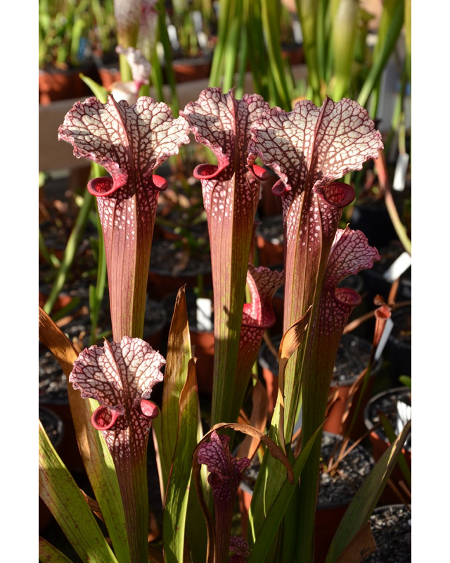 S.x Moorei -- Wilkerson's white knight  x S.x Moorei -- Wilkerson's red