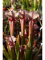 S.x Moorei -- Wilkerson's white knight  x S.x Moorei -- Wilkerson's red