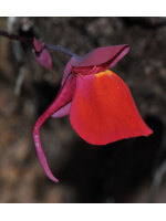 utricularia quelchii