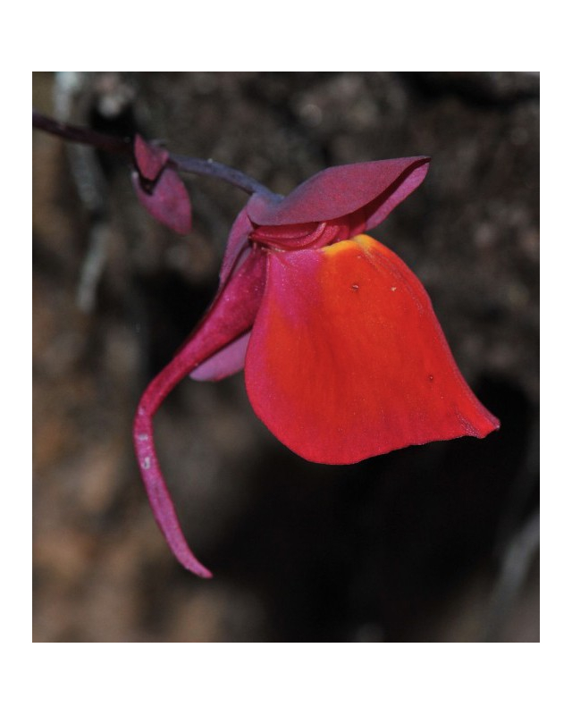 utricularia quelchii utricularia quelchii