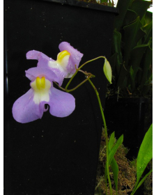 Utricularia 'Nüdlinger Flair'