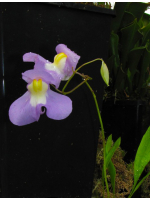 Utricularia 'Nüdlinger Flair'