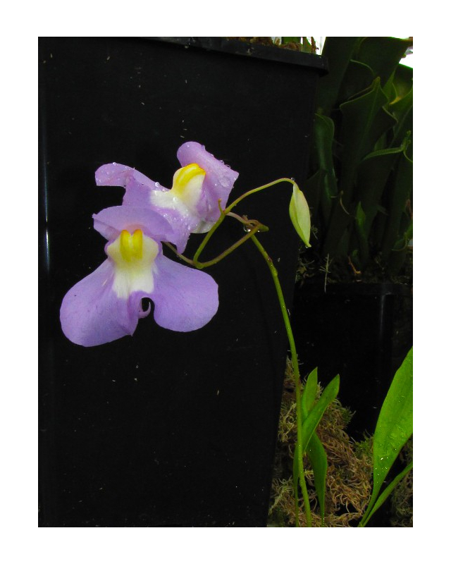 Utricularia 'Nüdlinger Flair' Utricularia 'Nüdlinger Flair'
