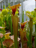 S. flava var. cuprea -- heavy veined
