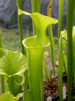 S.flava -- anthocyanin-free, near Shallotte, Brunswick Co., North Carolina