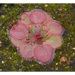 Drosera falconeri, palmerston-Drosera complexe petiolaris