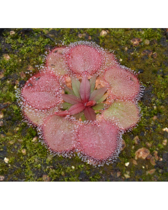 Drosera falconeri, palmerston-Drosera complexe petiolaris