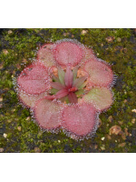 Drosera falconeri
