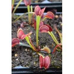 Dionaea southwest giant-Dionaea