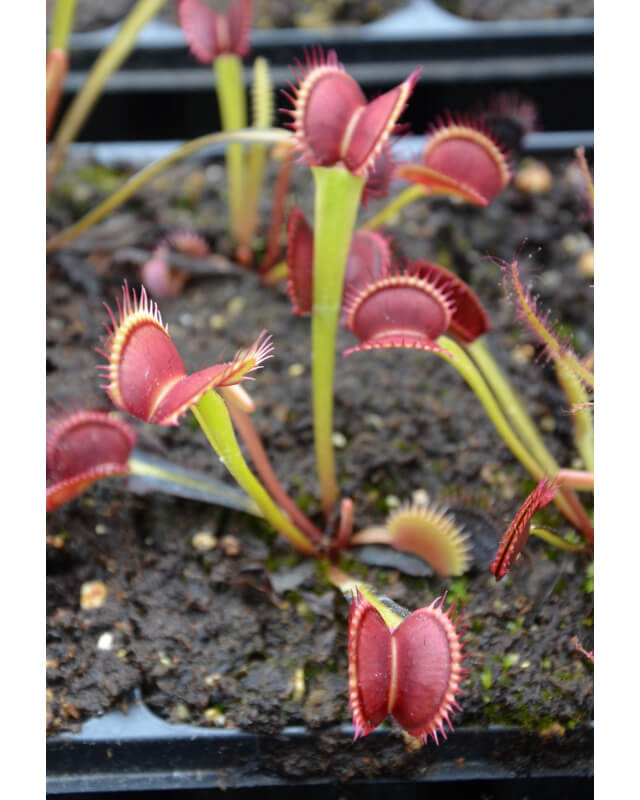 Dionaea 'SL 15', piranha teeth-Dionaea