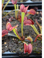 Dionaea 'SL 15', piranha teeth