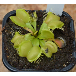 D. muscipula 'moon trap'