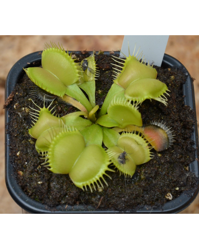 D. muscipula 'moon trap' D. muscipula 'moon trap'