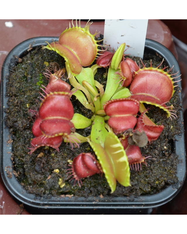 D. muscipula 'galaxy' D. muscipula 'galaxy'