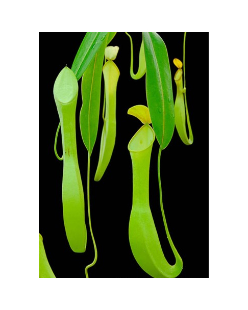 Nepenthes Ampullaria, green hot lip