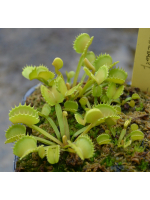 D. muscipula 'Werewolf'