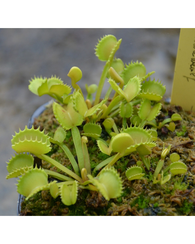 D. muscipula 'Werewolf' D. muscipula 'Werewolf'