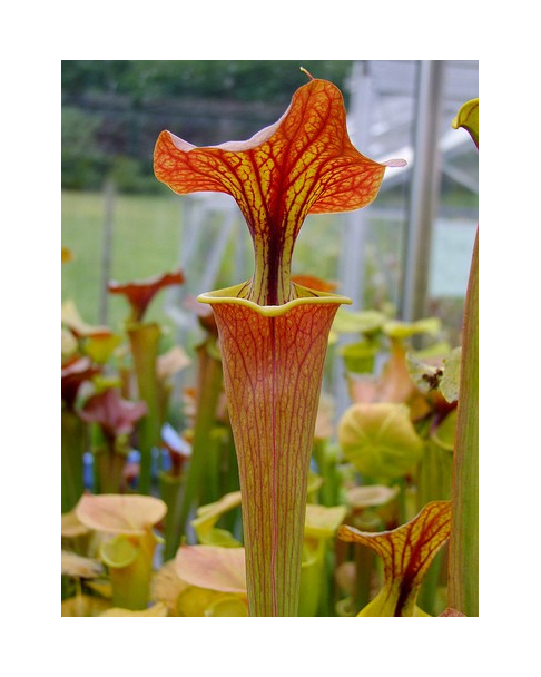 S. flava var. cuprea -- very large form, Phil Sheridan(F153,MK)