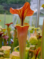 S. flava var. cuprea -- very large form, Phil Sheridan(F153,MK)