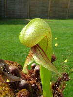 Darlingtonia californica 