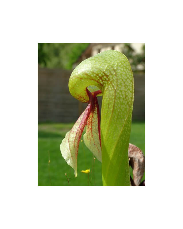 Darlingtonia californica 